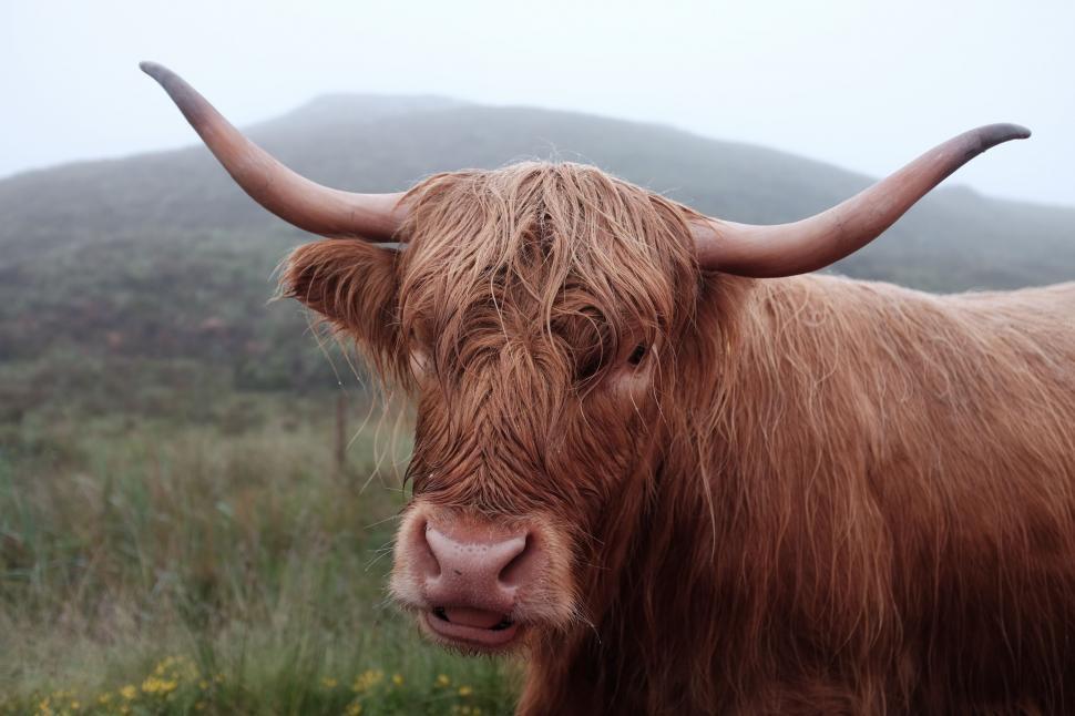 brown-cow-with-long-horns-standing-in-field