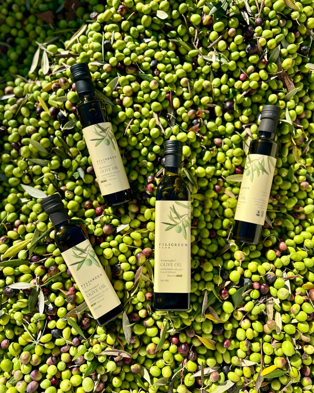 Filigreen Photo 3 Olive Oil