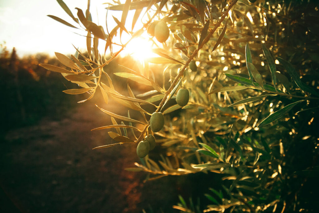 Sunhawk Olive-oil-tree-1024x685