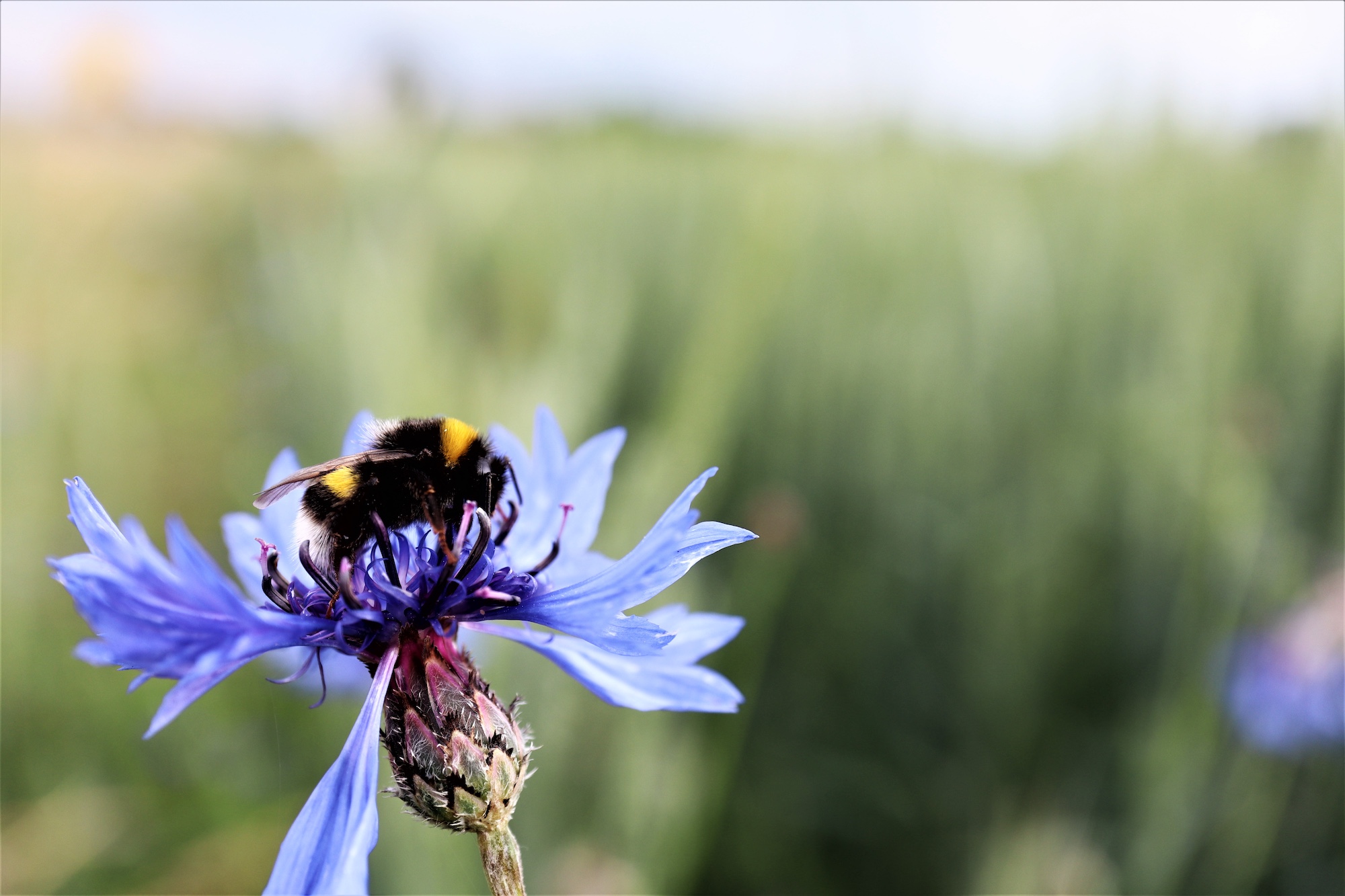 Bee and flower