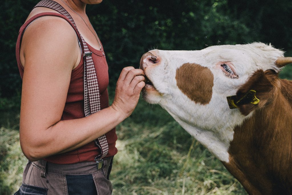 farmer and cow
