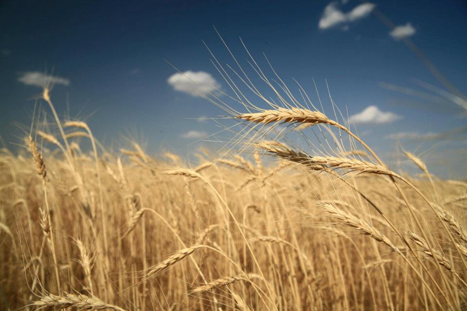 Biodynamic® turkey wheat